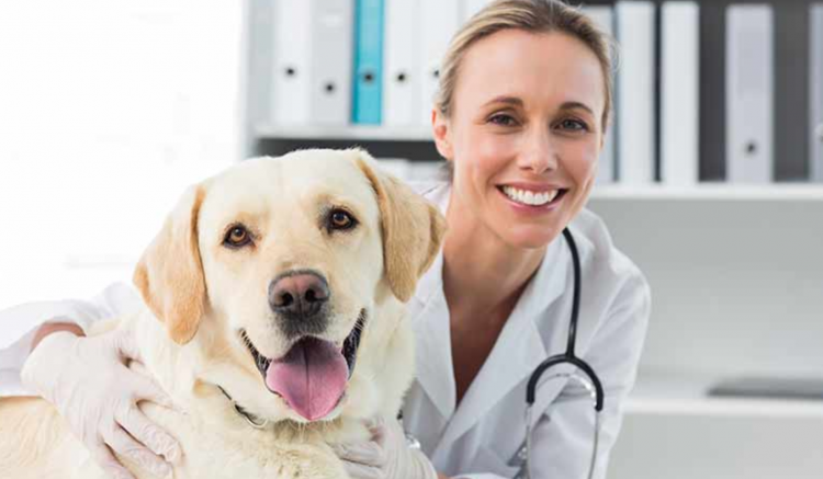 Veterinary Doctors - Best of Jalgaon